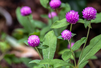 보라빛 천일홍은 