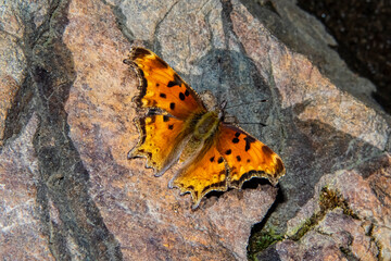 Satyr Comma Butterfly (Polygonia satyrus)