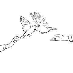 White dove of peace in our hands. Anti war symbol. Sign of love, hope, freedom. Hand drawn vector illustration. cartoon drawing