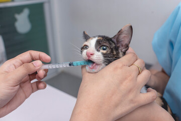 A veterinarian uses an oral syringe to administer liquid dewormer to a kitten. Deworming service at...