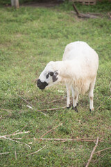 Sheep is eating grass.
