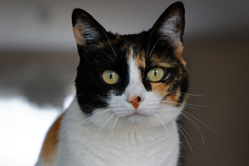 Chat Isabelle femelle domestique en gros plan 