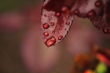 Red rose leaf with raindrops