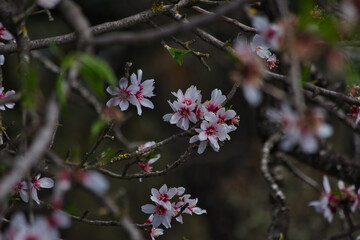 Flores en una rama