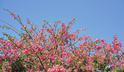 pink silk floss tree flower isolated on blue sky background