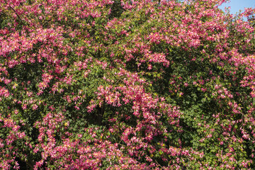 pink silk floss tree flower isolated on blue sky background