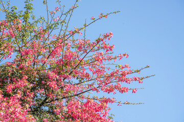 pink silk floss tree flower isolated on blue sky background