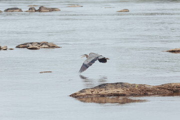 Herron in Flight on Potomac