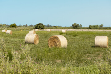 ready-made dry hay, straw, tied into round bales against the background of the field. Harvested cereals in round bales, haystack on a meadow