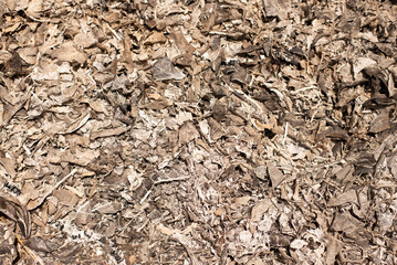humus and branches of trees leaves from burning