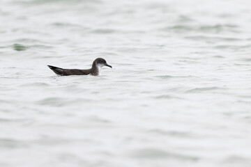 Manx shearwater (Puffinus puffinus) swimming at Boston Revere Beach.