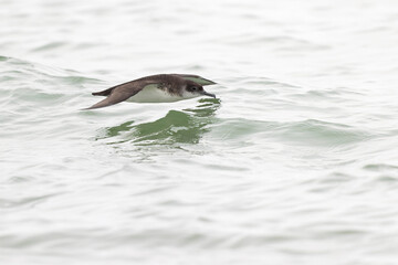 Manx shearwater (Puffinus puffinus) in flight at Boston Revere Beach.