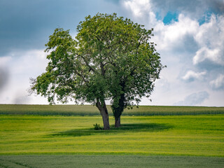 Fototapeta na wymiar Baumgruppe mit Obstbäumen im Feld