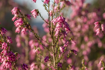 Fototapeta premium Irish heath blooming flowers