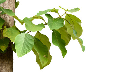 Isolated tectona grandis or teak branches and tree with clipping paths.