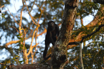 Red-handed howler monkey (Alouatta belzebul) in the Amazon rain forest, Brazil