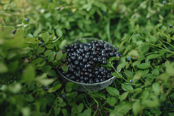 Blueberries in a plate on grass