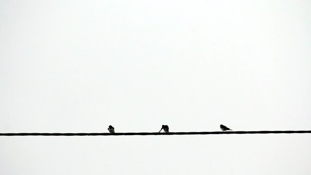 Birds on a wire after rain