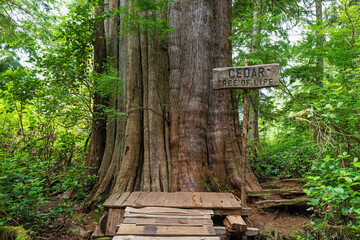 1500 years old Western Cedar Tree (Thuja plicata) known as the tree of life along big tree trail...