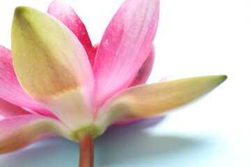 Beautiful blooming pink lotus flower on light background, closeup