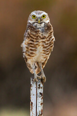 Burrowing Owl Perching on Fence Post