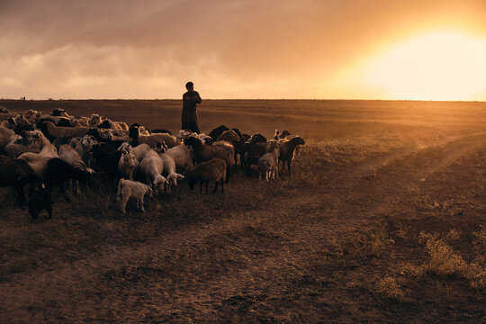 A shepherd young man with a stick, shepherds sheep and rams in t