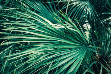 Fototapeta premium Beautiful green tropical leaves outdoors, closeup view