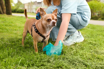 Woman picking up her dog's poop from green grass in park, closeup