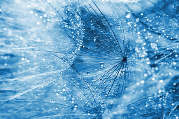 Beautiful fluffy dandelion flower with water drops as background, closeup. Blue tone