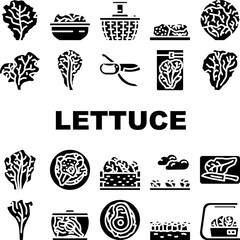 lettuce salad leaf vegetable icons set vector. green fresh plant, white iceberg farm, garden food, leaves, head organic cabbage lettuce salad leaf vegetable glyph pictogram Illustrations