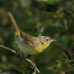 Common Yellowthroat