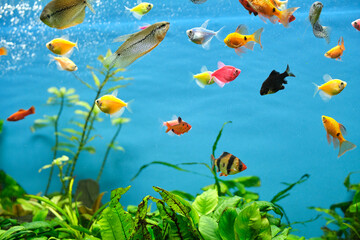 Naklejka na ściany i meble Colorful exotic fish swimming in deep blue water aquarium with green tropical plants