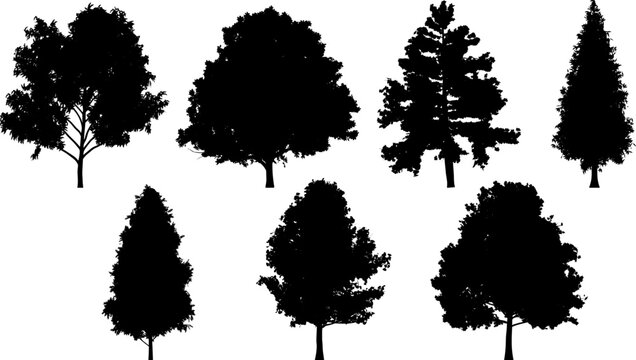 Set of tree silhouettes for the forest or park background. Cedar, oak, robinia, maple black silhouettes.