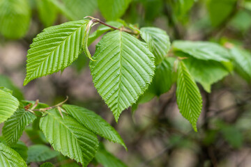 Fototapeta na wymiar Young green leaves on a blurred background of leaves