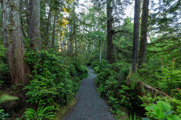 Fototapeta na wymiar Hiking Path surrounded by lush green trees and bushes in the Morning. Ancient Cedars Loop Trail. Ucluelet, British Columbia, Canada. Adventure Travel.