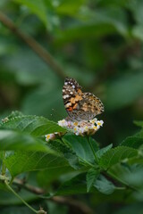butterfly on leaf