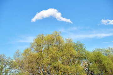 White cloud in blue sky over green tree top on sunny summer or spring day