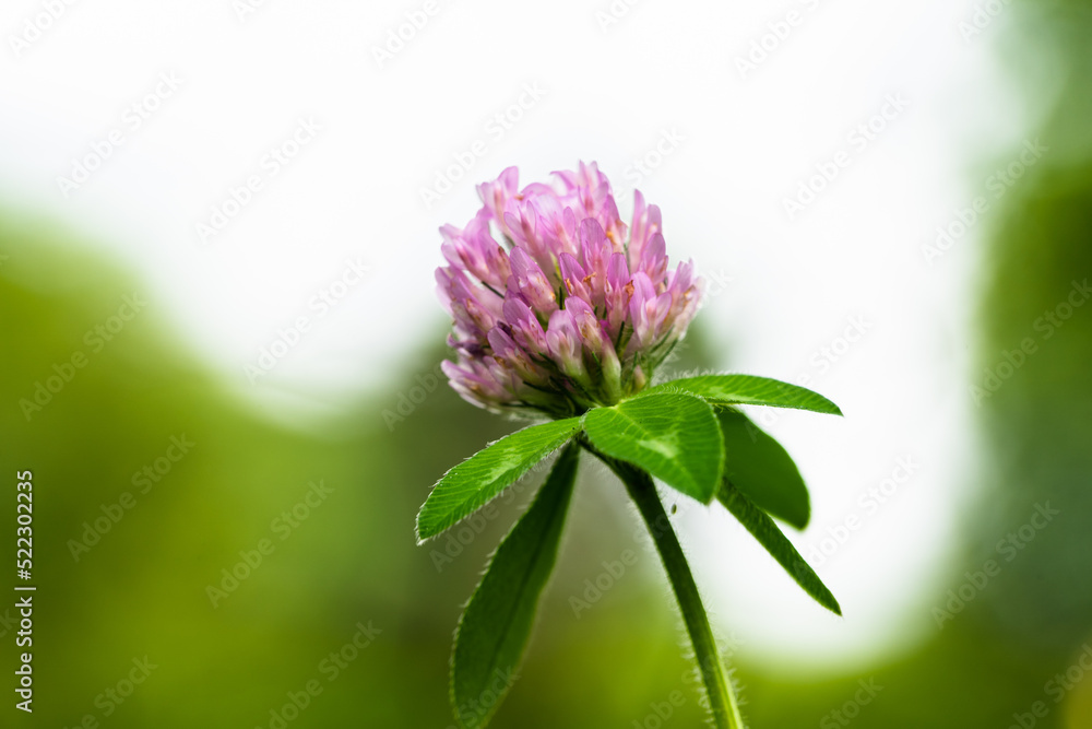 Wall mural Close up of a red clover flower