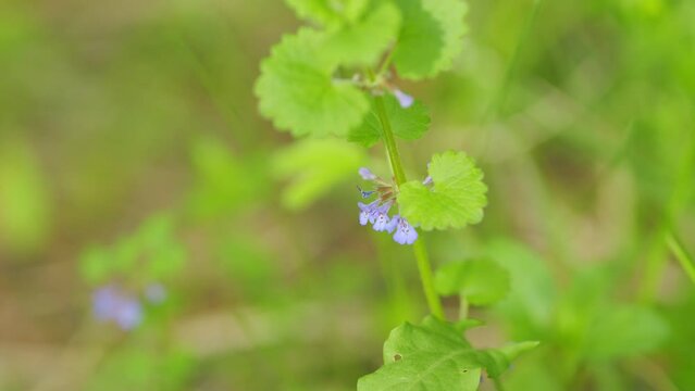 Ground ivy glechoma hederacea. Creeping charlie invasive wildflowers blooming in a residential lawn. Close up.