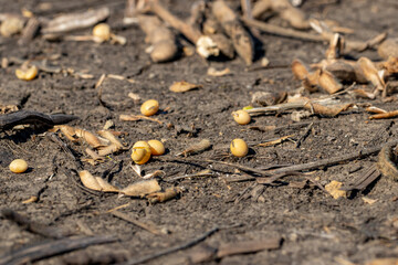 Soybeans dropped in harvested field. Soybean seed loss, yield and farming concept