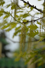 Green tender leaves oak branches catkins oak flowers spring greenery photo out of focus, gently green background postcard photo