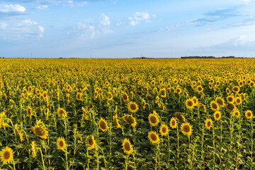 Landscape of endless field of sunflowers with large golden sunflower heads in sunset sunlight. Close-up of sunflower heads. Summer flower landscape, fresh wallpaper and nature concept for background.