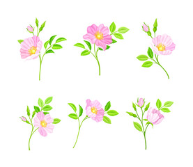 Fototapeta na wymiar Rosa Canina or Dog Rose with Pale Pink Blooming Flowers Vector Set