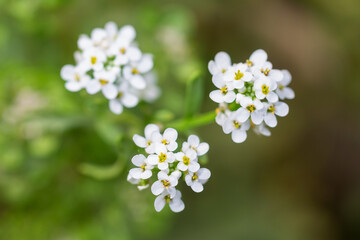 Bunch Of Candytuft Flower Over Blur Garden Background