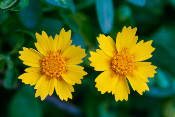 Two Cosmos Flower On Natural Background