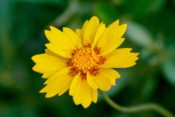Single Cosmos Flower Over Natural BackgroundS