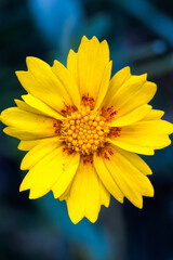 Single Cosmos Flower Over Natural BackgroundS
