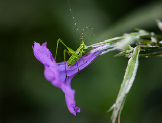 Flower and Grasshopper