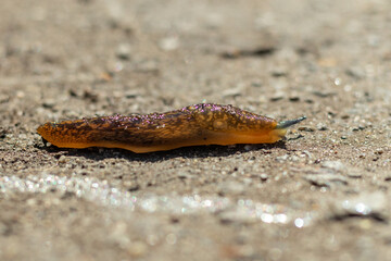 A large slug crawls along the asphalt, close-up. Large snail without shell. Selective focus.