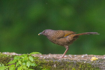 Scaly laughingthrush (Trochalopteron subunicolor) at Senchal WLS, Darjeeling, West Bengal, India